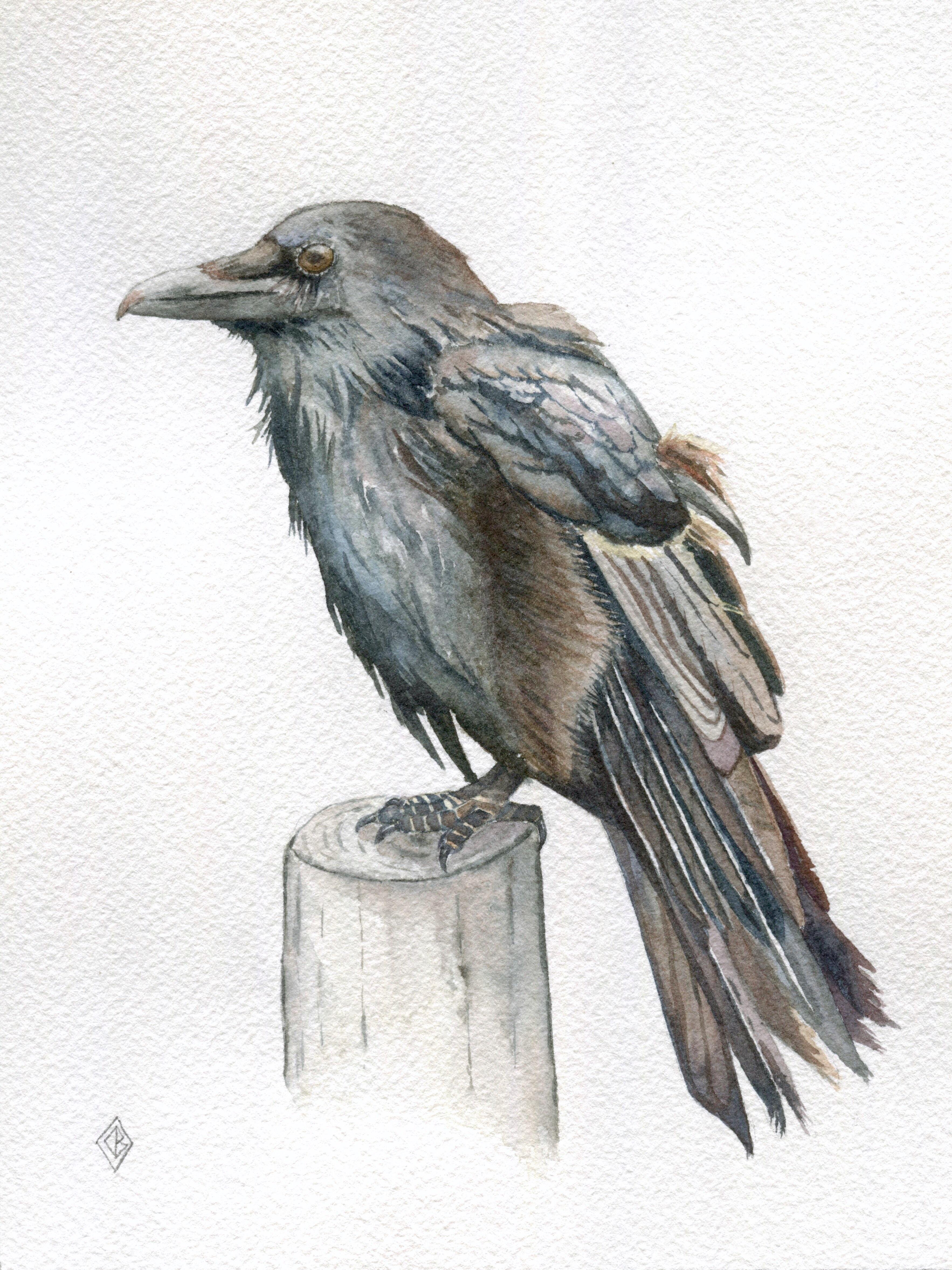 3532x4709 Raven, Watercolor, 6x8 Inches Art - Raven Watercolor