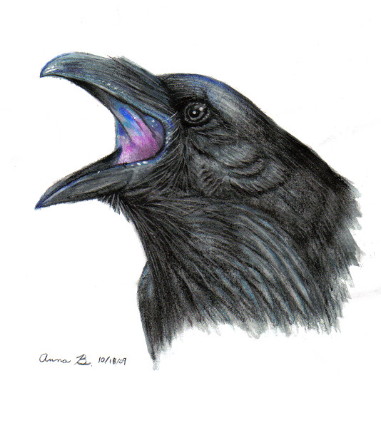 534x607 Watercolor Raven By Music Raven - Raven Watercolor