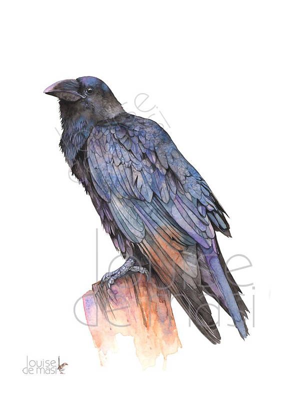 570x804 Crow Print Of Watercolor Painting, A3 Size, C22517, Raven Print - Raven Watercolor