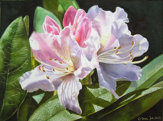 567x422 White Rhododendron In Watercolor, Watercolor Flower Painting - Realistic Watercolor Flowers