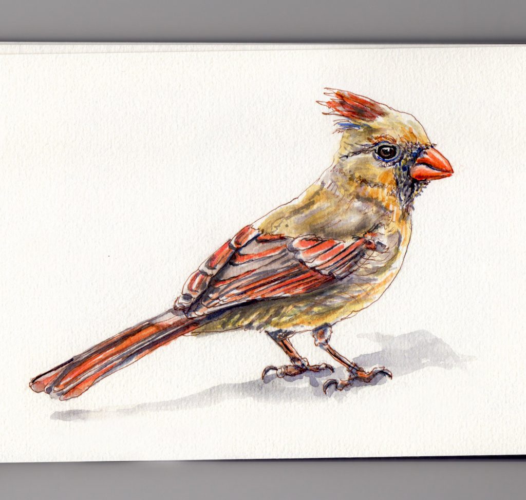 1024x974 ~ Little Lady Redbird - Red Bird Watercolor