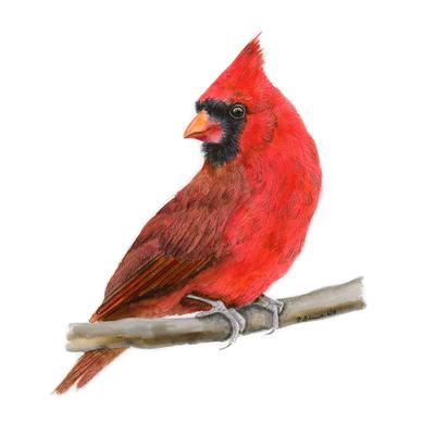 400x400 Red Cardinal Watercolor Animal Wall Decor Tiny Toes Design - Red Bird Watercolor