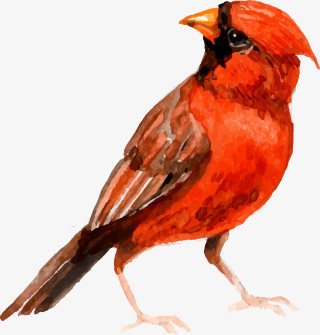 650x680 Vector Watercolor Painted Red Bird, Vector, Hand Painted - Red Bird Watercolor