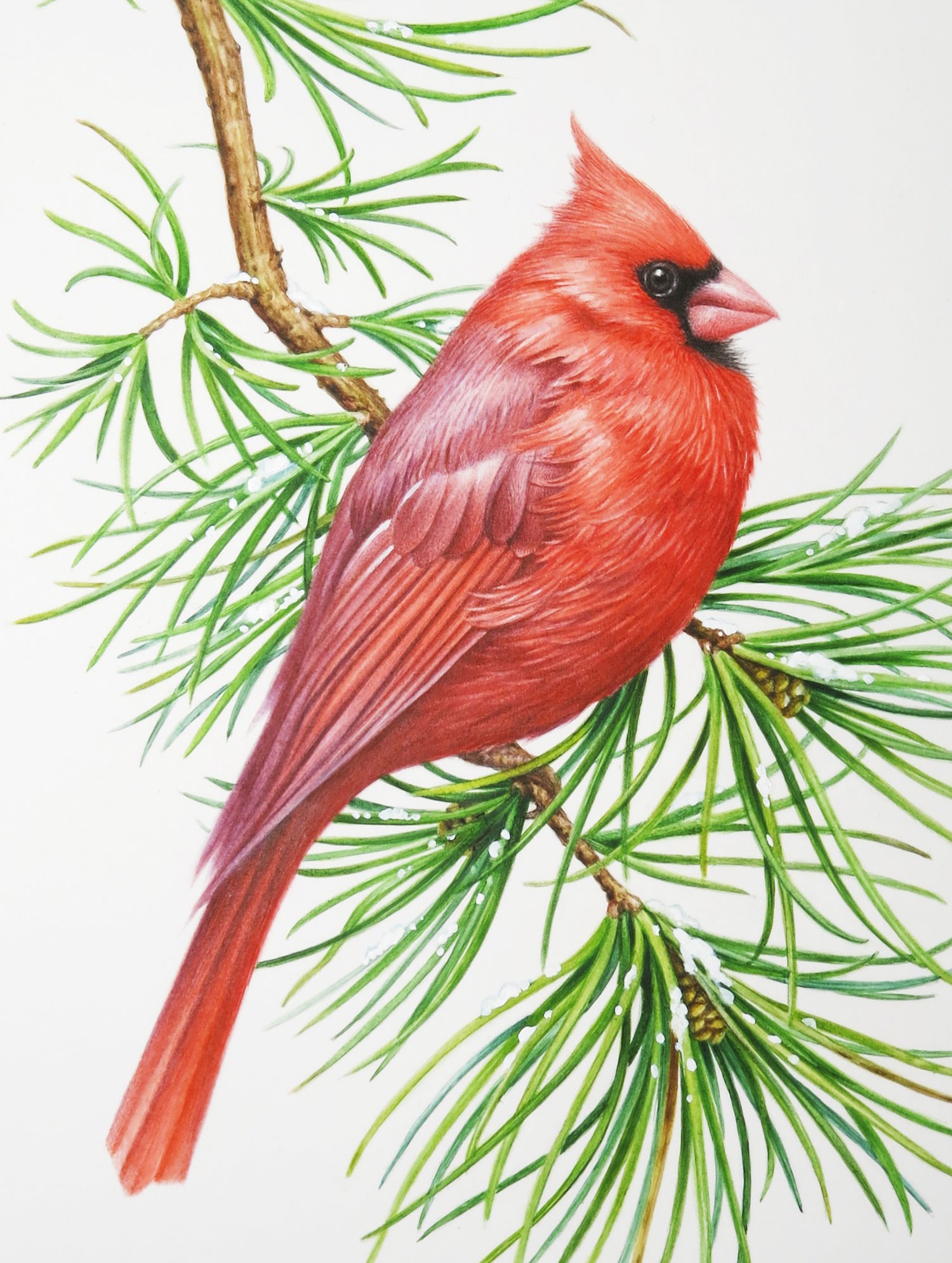 1500x1990 Watercolor Cardinal - Red Bird Watercolor