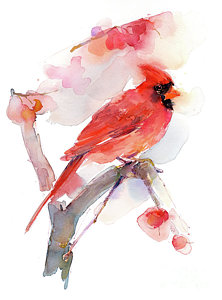 222x300 Cardinal Watercolor Paintings Fine Art America - Red Bird Watercolor