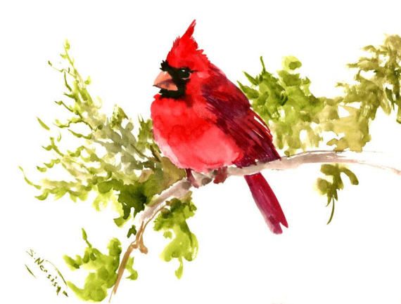 570x433 Red Cardinal Bird Art Red Bird Art, Original Watercolor Painting 9 - Red Cardinal Watercolor