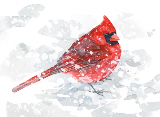 514x377 Red Cardinal Snow Watercolor David Scheirer Watercolors - Red Cardinal Watercolor
