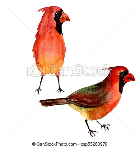 450x470 Sky Bird Red Cardinal In A Wildlife By Watercolor Style... Stock - Red Cardinal Watercolor