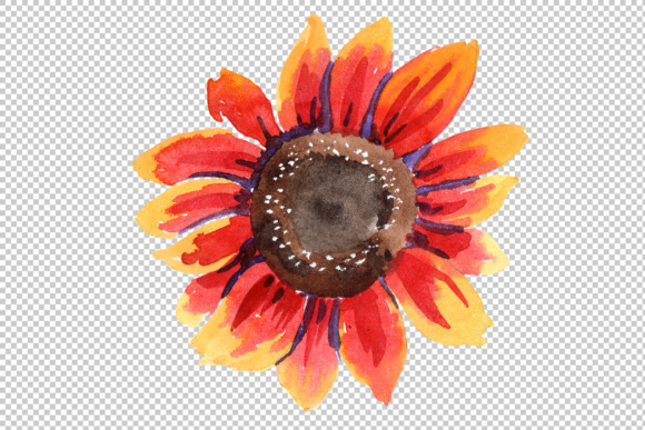 580x387 Sunflower Red Flower Watercolor Png Set Graphic By Mystocks - Red Flower Watercolor