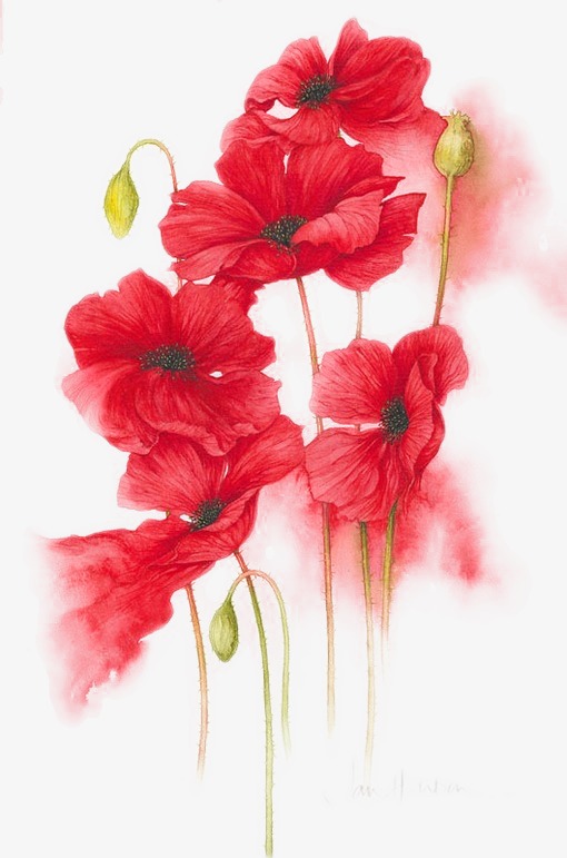 510x771 Watercolor Flowers, Watercolor, Red, Flowers Png And Psd File For - Red Flower Watercolor