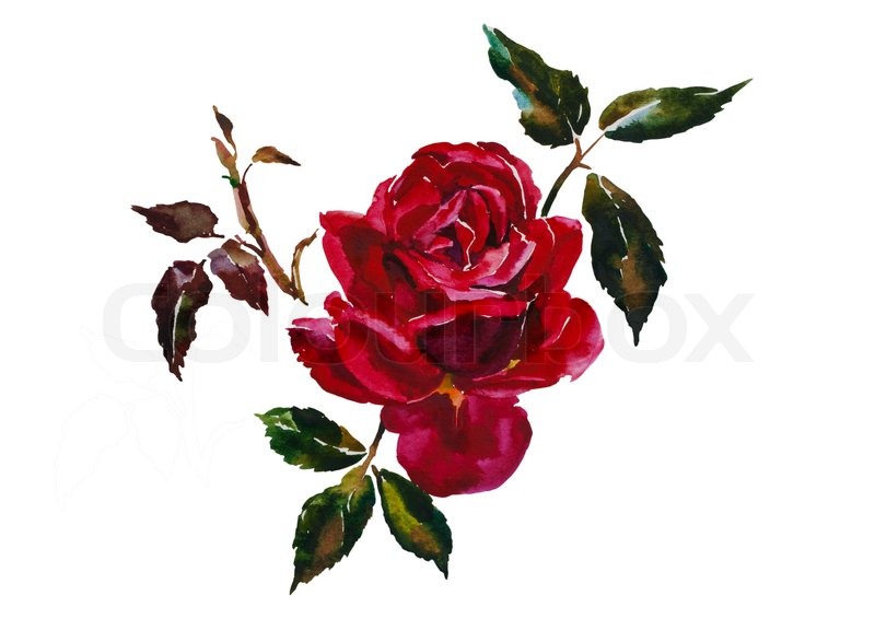800x587 Dark Red Rose Head With Leaves Branch Original Watercolor - Red Flower Watercolor
