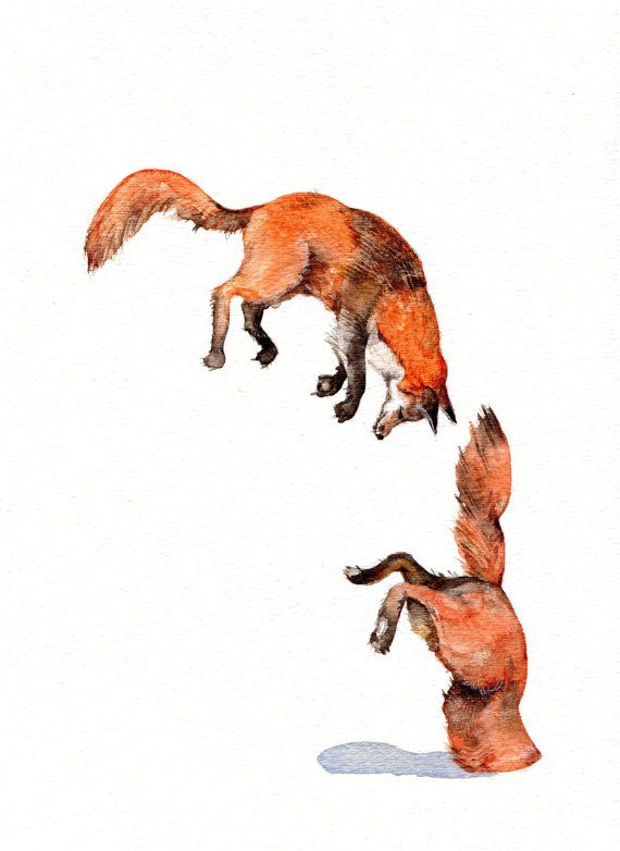 570x782 Jumping Red Fox - Red Fox Watercolor