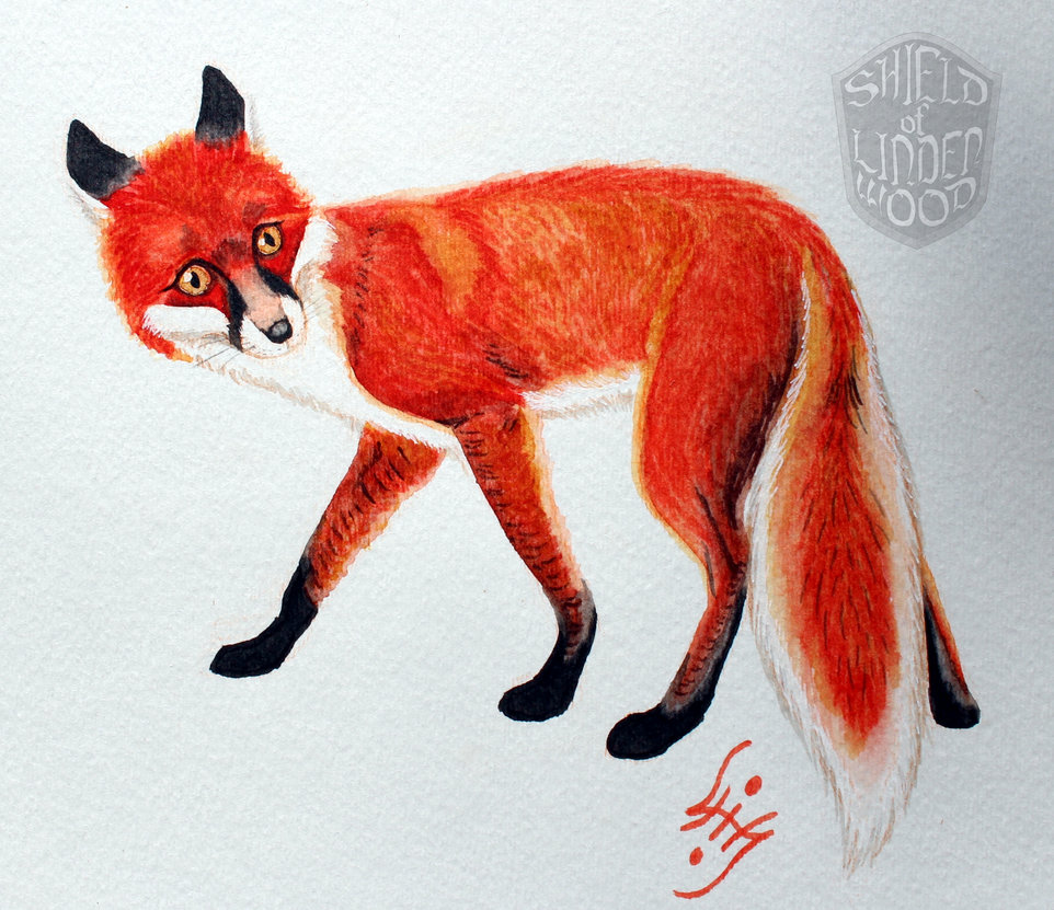 962x831 Red Fox In Watercolor By Lihy - Red Fox Watercolor