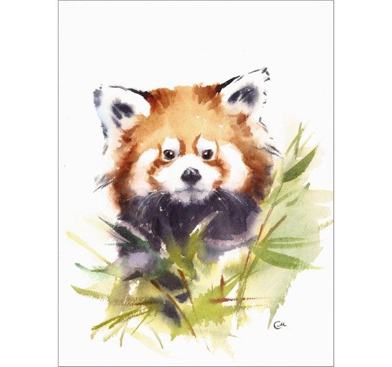 570x534 Red Panda - Red Panda Watercolor