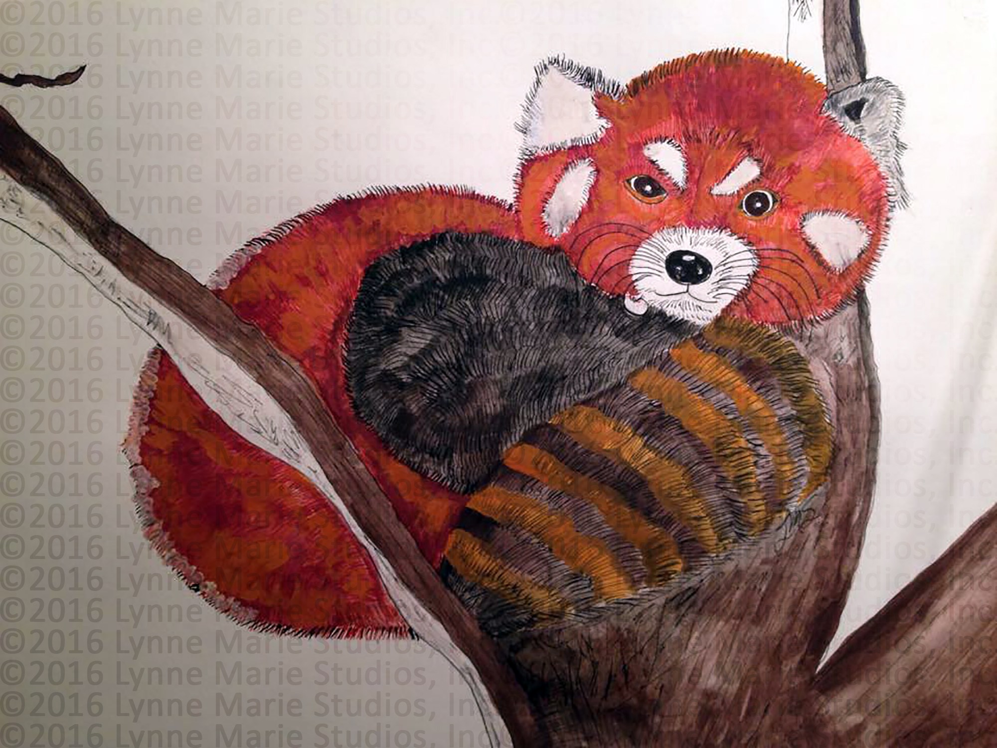 2000x1500 Red Panda In A Tree In Watercolor And Ink Fine Art Print X - Red Panda Watercolor
