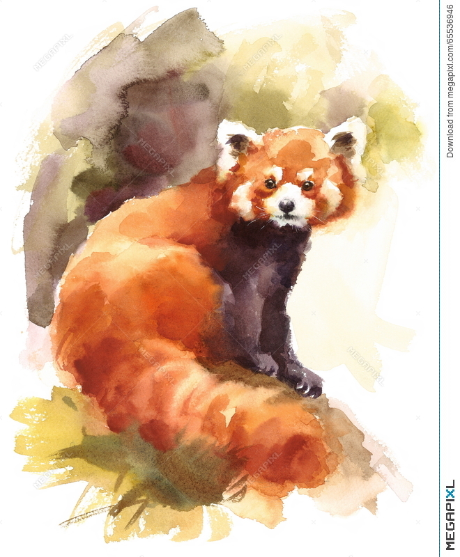 660x800 Red Panda Watercolor Animal Illustration Hand Painted Illustration - Red Panda Watercolor