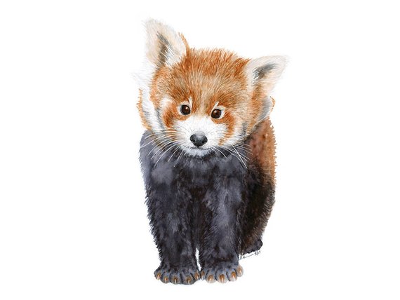 570x428 Red Panda Watercolor Animal Nursery Art Baby Animal Print Etsy - Red Panda Watercolor
