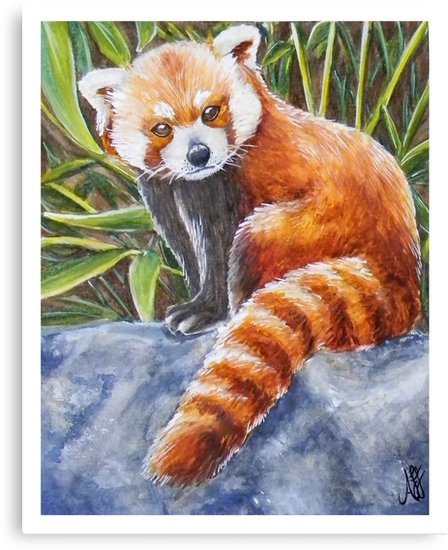 448x550 Red Panda Watercolor Canvas Prints By Amanda Faye Redbubble - Red Panda Watercolor