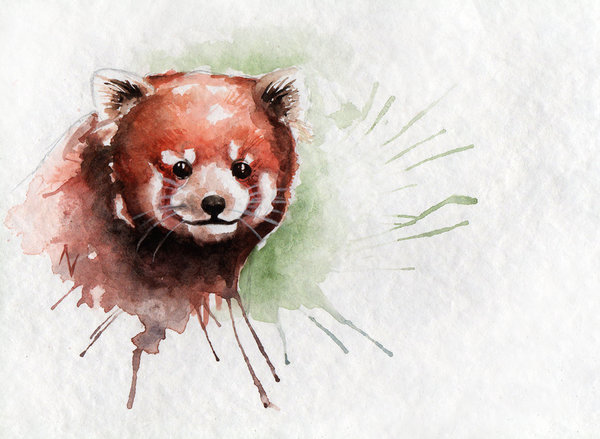 600x439 Red Panda By Avindas - Red Panda Watercolor