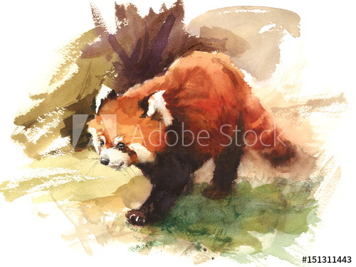 500x376 Watercolor Red Panda Animal Illustration Hand Drawn Wildlife - Red Panda Watercolor