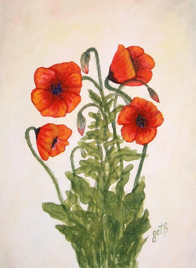657x900 Red Poppies Watercolor Painting Watercolor - Red Poppy Watercolor