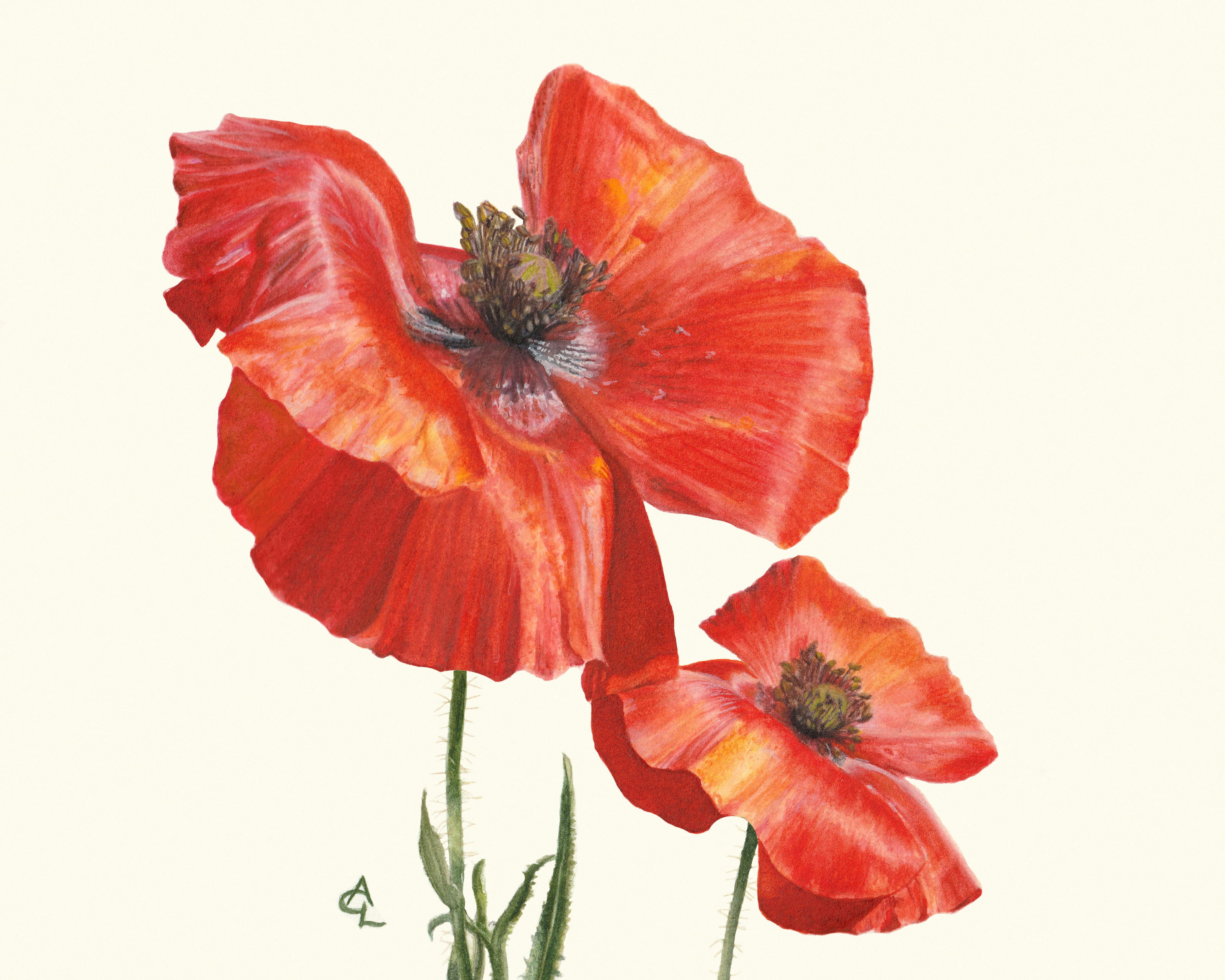 Red Poppy Watercolor at PaintingValley.com | Explore collection of Red ...
