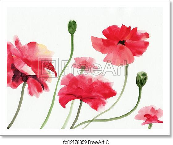 560x470 Free Art Print Of Watercolor Painting Of Red Poppies. Original Art - Red Poppy Watercolor