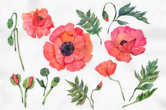 580x387 Red Poppy Png Watercolor Flowers Graphic By Mystocks - Red Poppy Watercolor