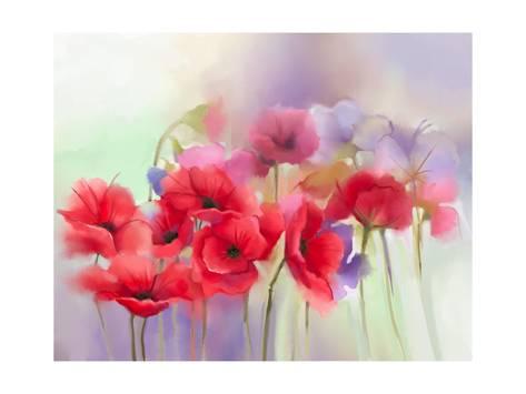 473x355 Watercolor Red Poppy Flowers Painting. Flower Paint In Soft Color - Red Poppy Watercolor