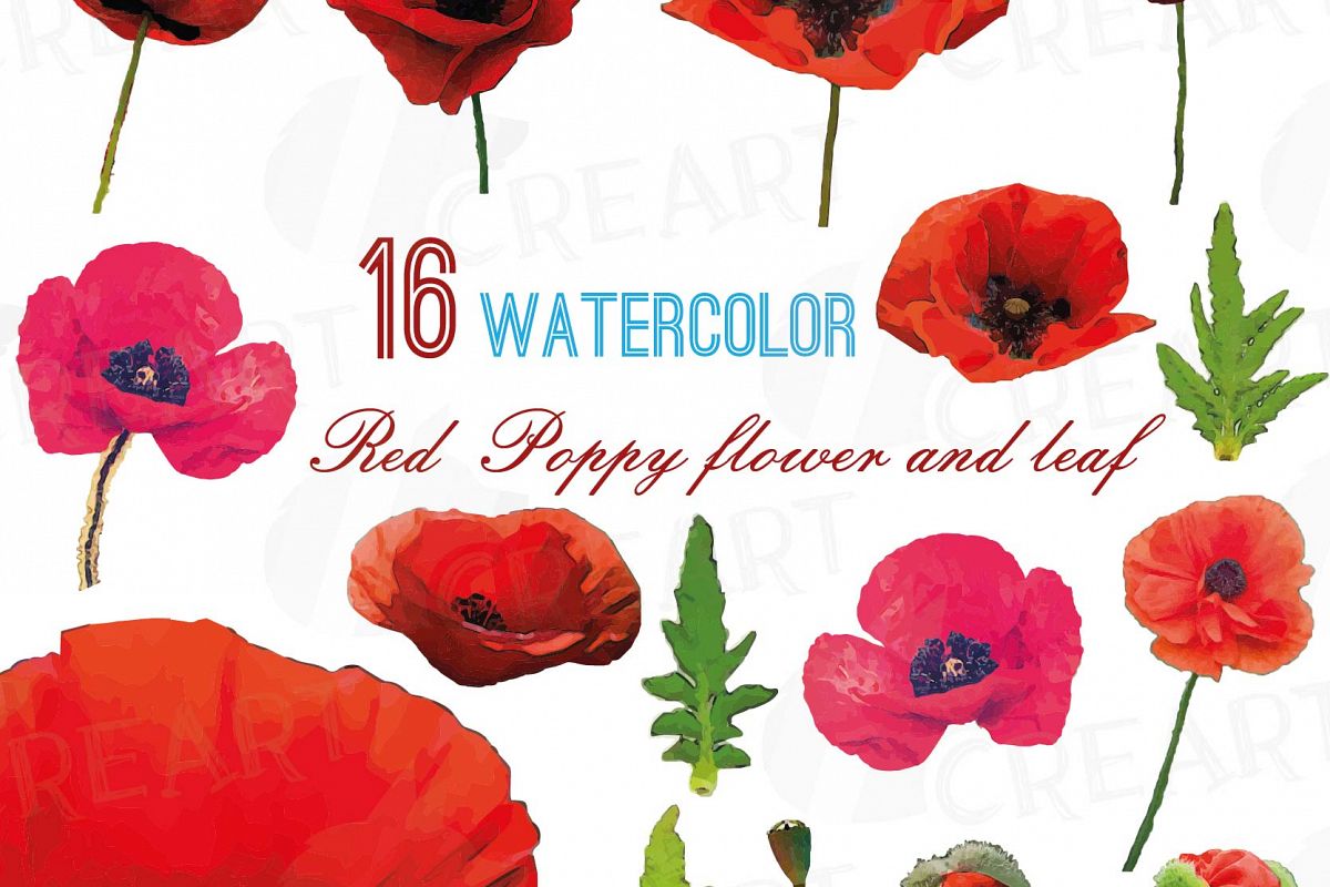 1200x800 Watercolor Red Poppy Flower And Leaf Clip Art Pack, Poppies Clip - Red Poppy Watercolor