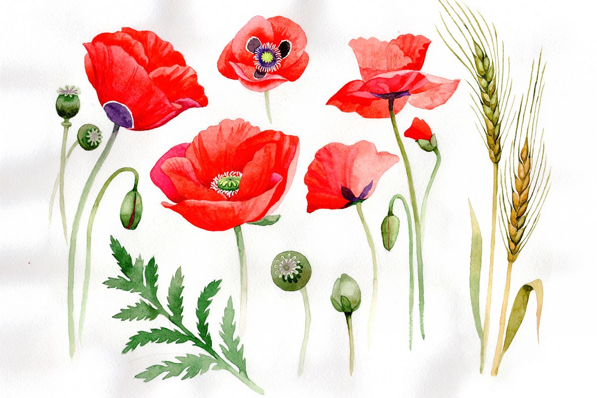 1200x800 Watercolor Cool Red Poppy Png Set - Red Poppy Watercolor