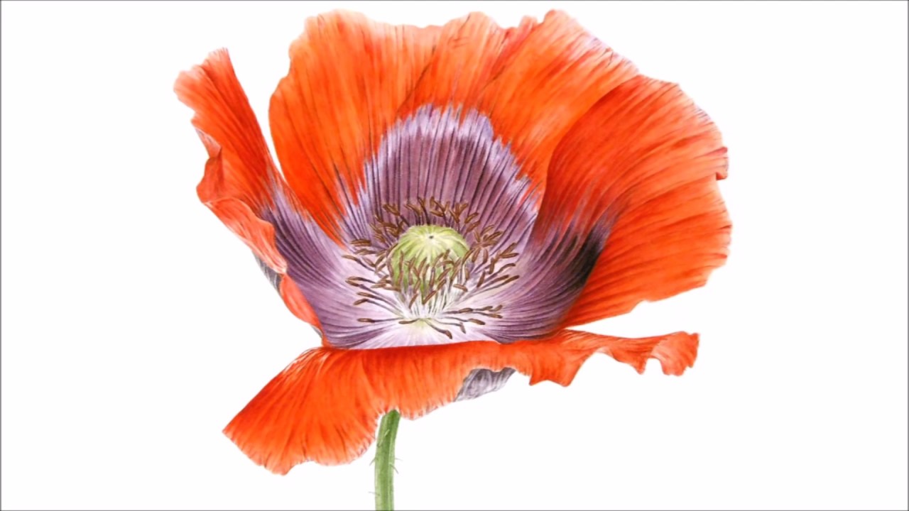 1280x720 How To Paint A Dramatic Deep Red Poppy In Watercolor Jarnie - Red Poppy Watercolor