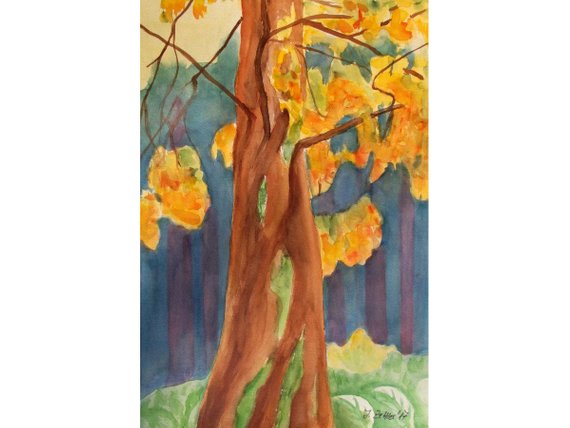 570x428 Mammuth Tree Large Original Painting Watercolor Painting Etsy - Redwood Tree Watercolor