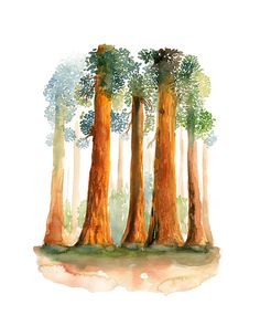 236x295 Redwood Trees Giclee Print Of Original Acrylic Painting 8x10 - Redwood Tree Watercolor