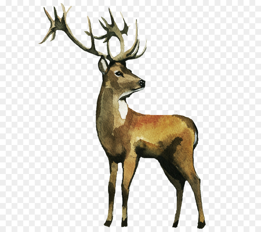 900x800 Reindeer Watercolor Painting Elk Clip Art - Reindeer Watercolor