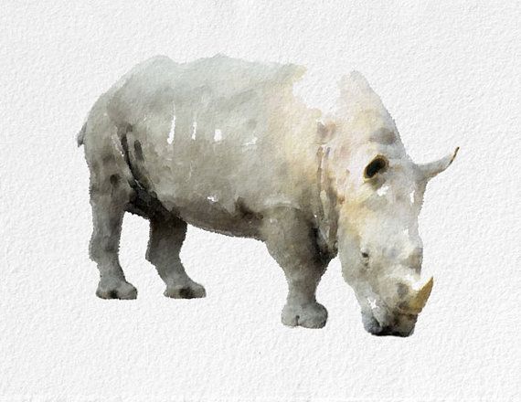 570x440 Rhino Watercolor By Novosadwatercolors Home Furniture Amp Decor - Rhino Watercolor