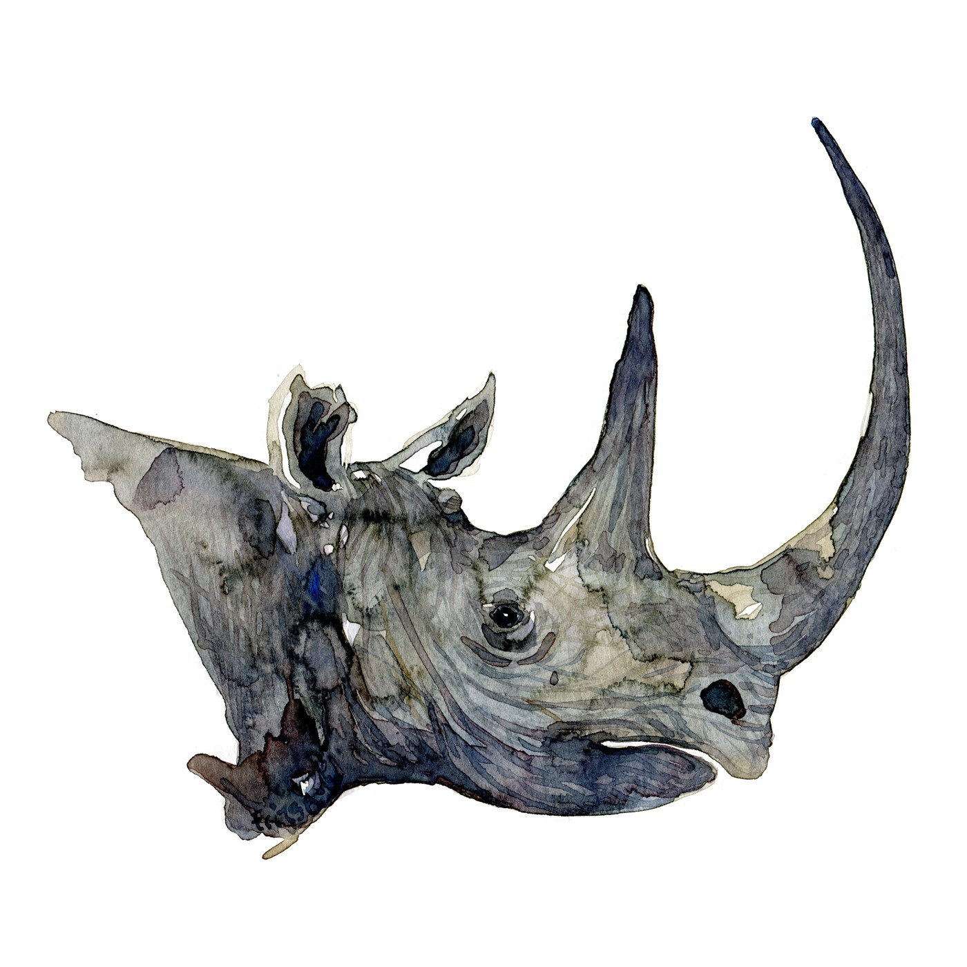 1400x1400 Rhino Head Watercolor Frits Ahlefeldt - Rhino Watercolor