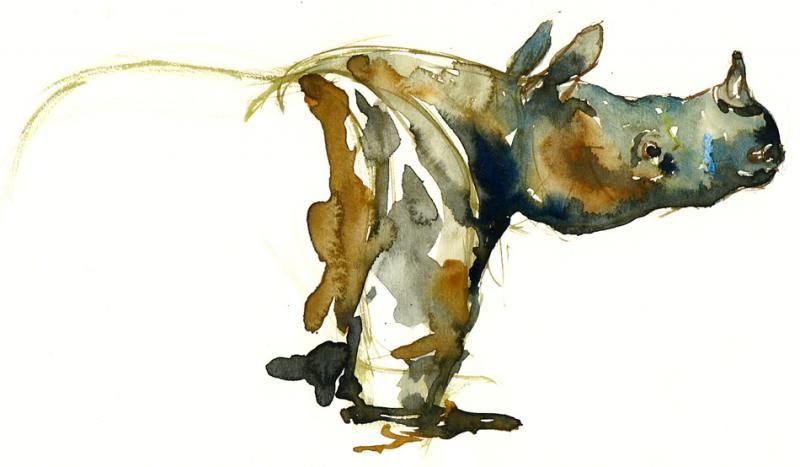 800x467 Watercolor Rhino And Ink Owls + - Rhino Watercolor