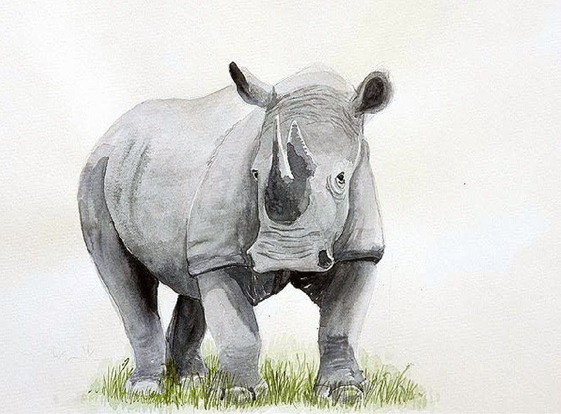 800x591 Watercolor Rhino By Salinasj - Rhino Watercolor
