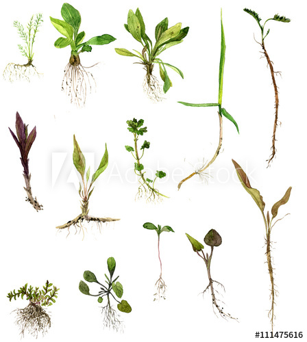 448x500 Set Of Watercolor Drawing Herbs With Roots - Roots Watercolor