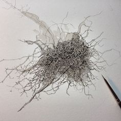 236x236 Roots, Watercolor On Paper - Roots Watercolor