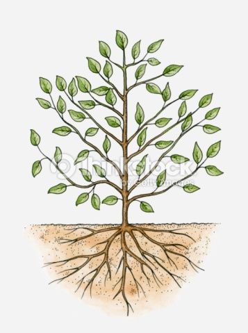 357x479 Roots Watercolor - Roots Watercolor