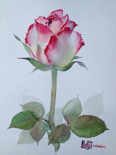 Rose Art Watercolors