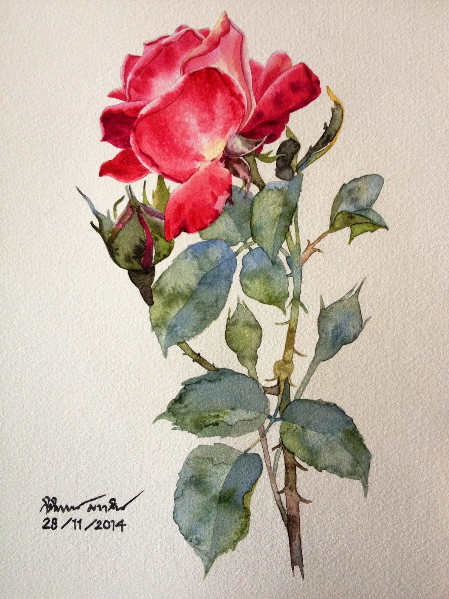 1536x2048 My Rose Art - Rose Art Watercolors