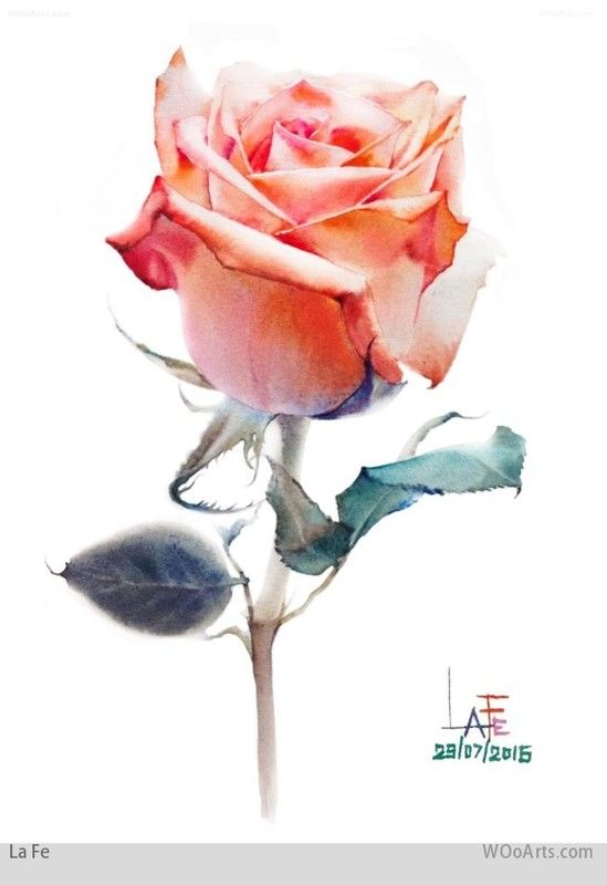 549x800 282 Best Watercolour Images Watercolor Paintings - Rose Art Watercolors