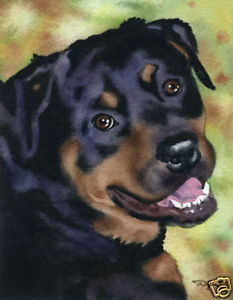 233x300 Rottweiler Dog 13 X 17 Large Watercolor Art Print Djr Ebay - Rottweiler Watercolor