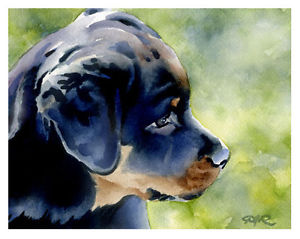 300x239 Rottweiler Puppy Watercolor Dog 11 X 14 Art Print Signed By - Rottweiler Watercolor