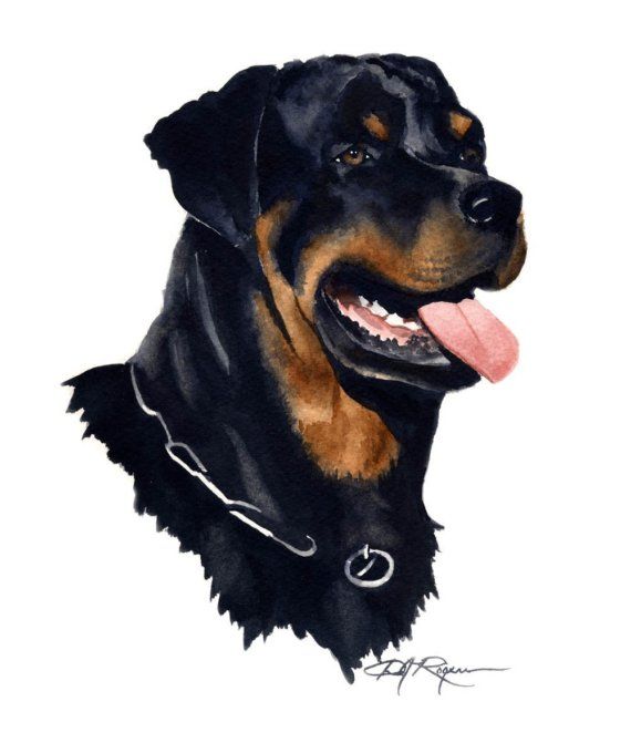 570x671 Rottweiler Art Print By Watercolor Artist Dj Rogers Salads - Rottweiler Watercolor