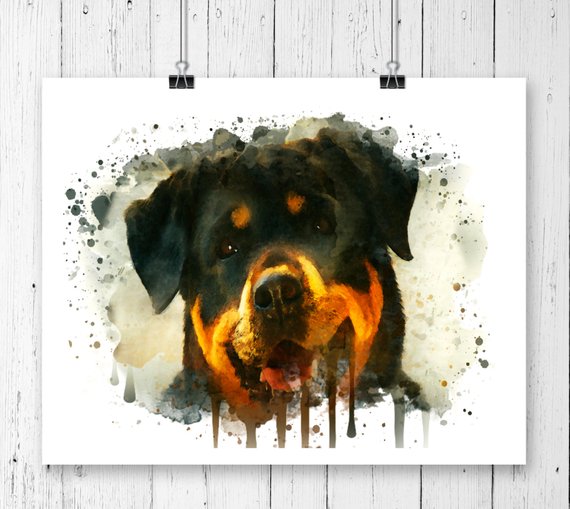 570x509 Rottweiler Watercolor Fine Art Print Poster Wall Art Etsy - Rottweiler Watercolor