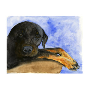 300x300 Rottweiler Watercolor Portrait Painting By Sheryl Heatherly Hawkins - Rottweiler Watercolor